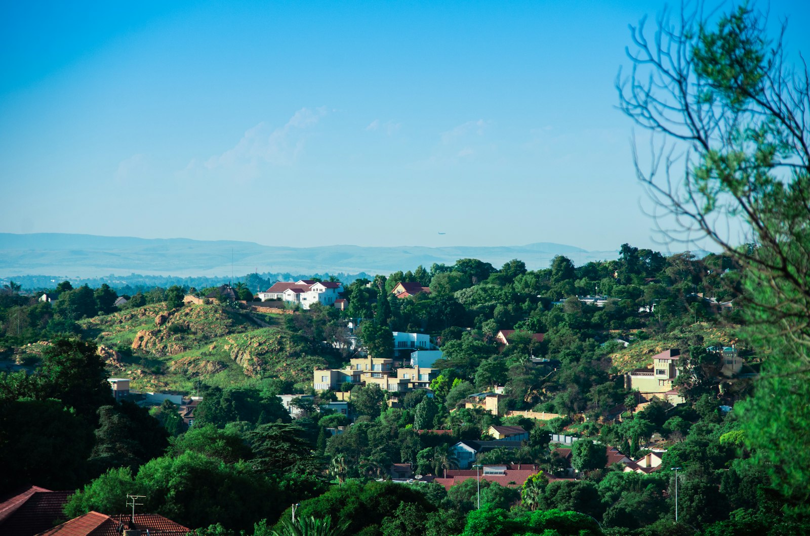 Tree-filled Johannesburg suburbs on a hillside under a blue sky